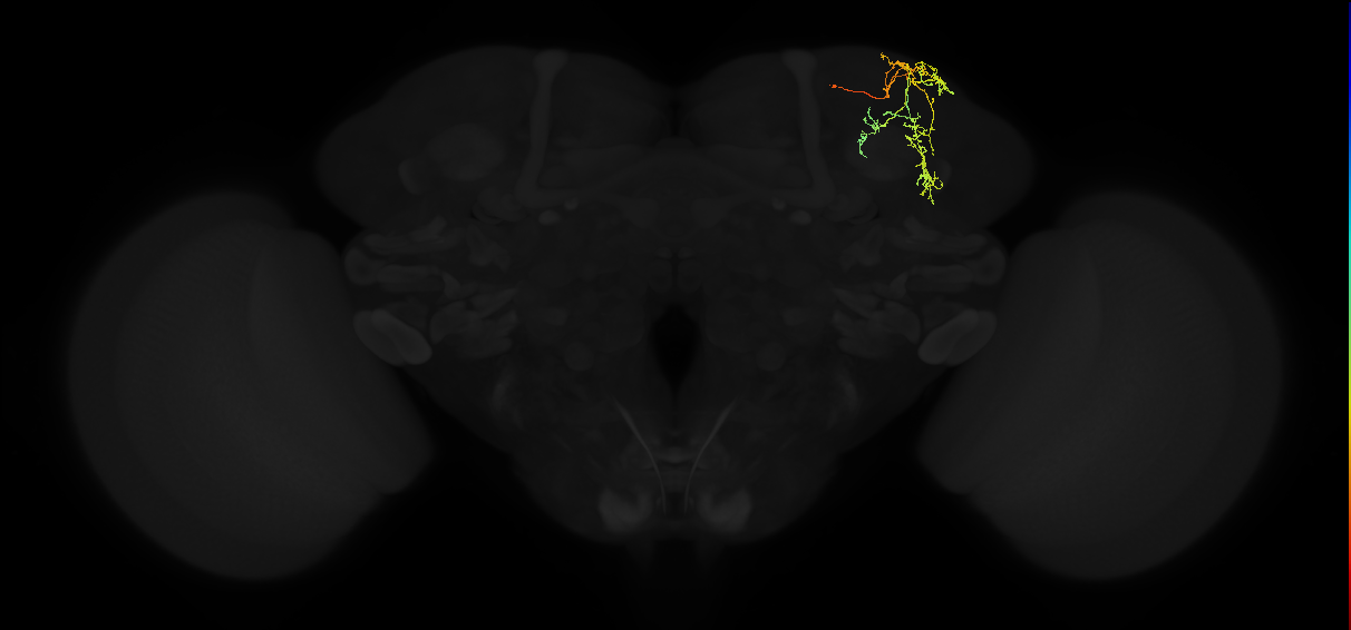 adult superior lateral protocerebrum neuron 283