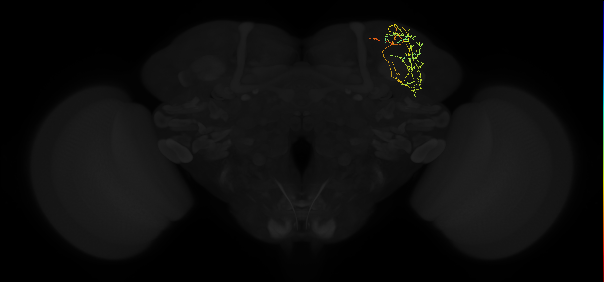 adult superior lateral protocerebrum neuron 284