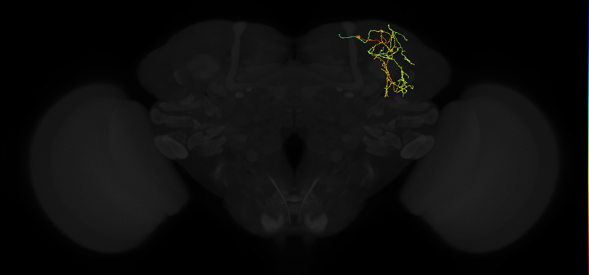 adult superior lateral protocerebrum neuron 284