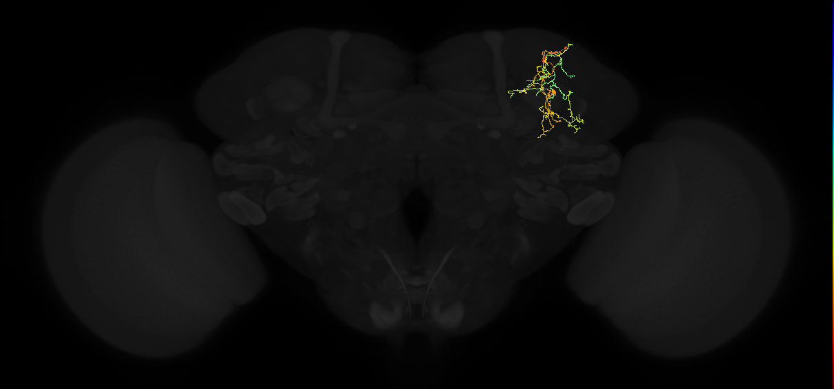 adult superior lateral protocerebrum neuron 285
