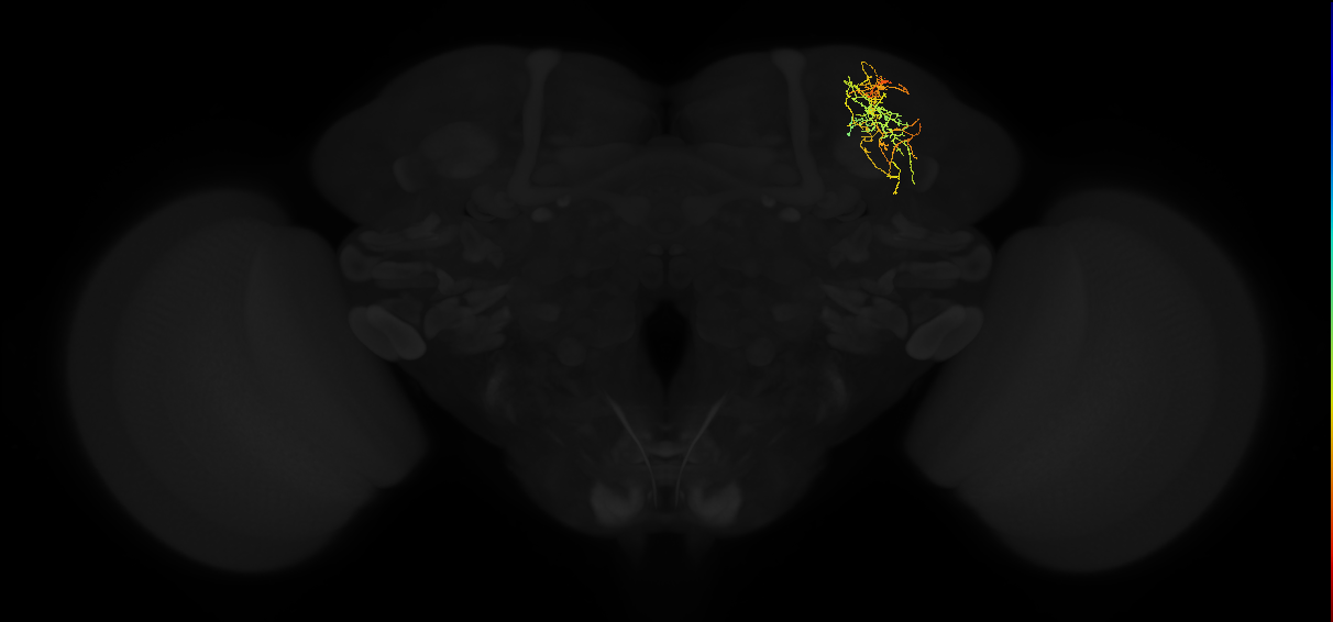 adult superior lateral protocerebrum neuron 286