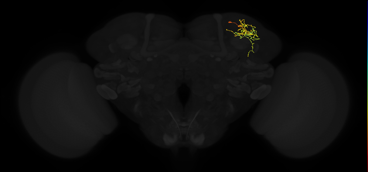 adult superior lateral protocerebrum neuron 287