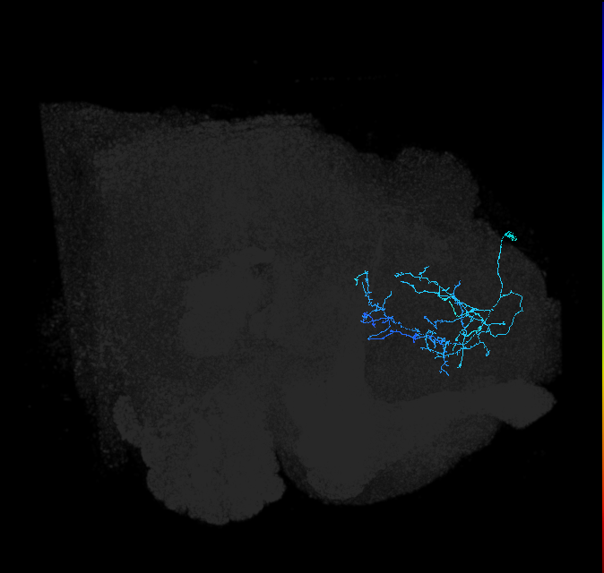 SLP288_R (FlyEM-HB:5901213494)