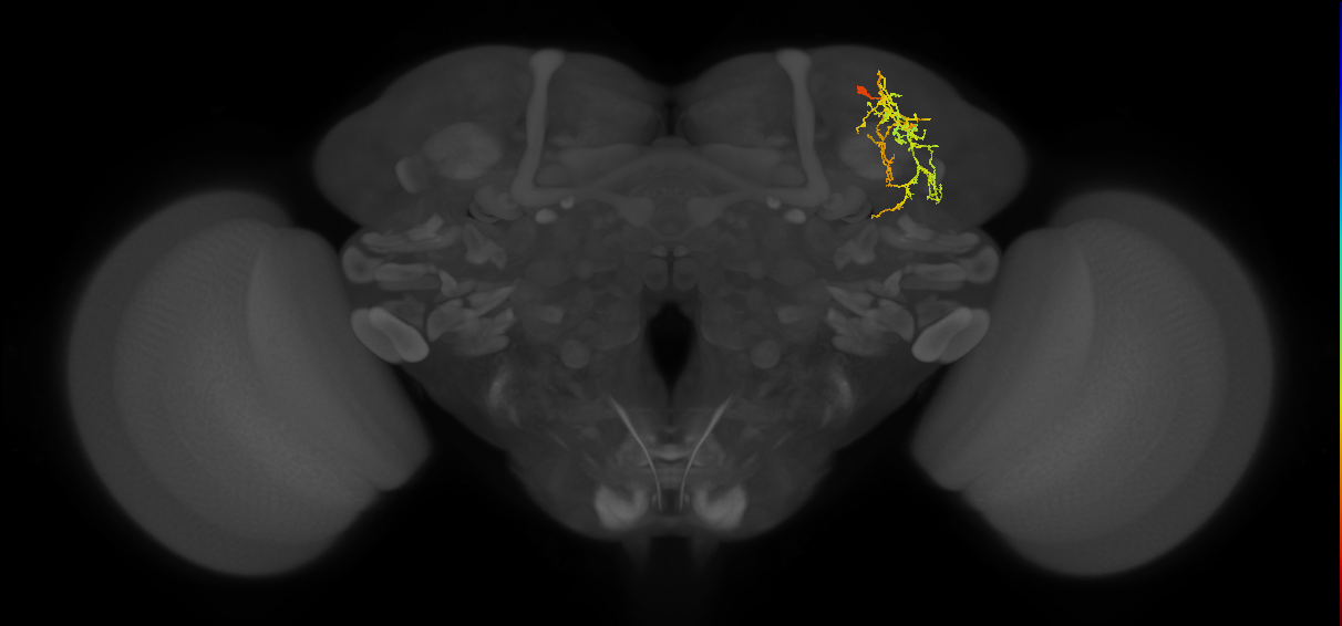 SLP288_R (FlyEM-HB:5901213494)