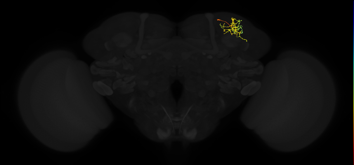 adult superior lateral protocerebrum neuron 289