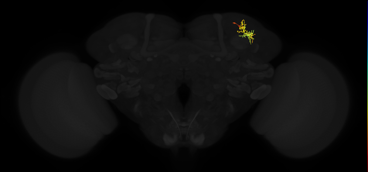 adult superior lateral protocerebrum neuron 291
