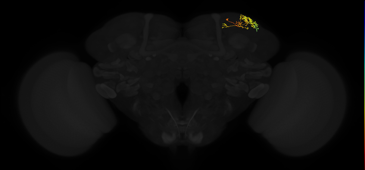 adult superior lateral protocerebrum neuron 293