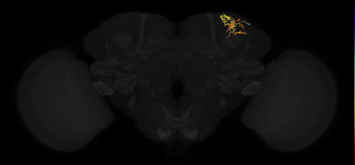 adult superior lateral protocerebrum neuron 294