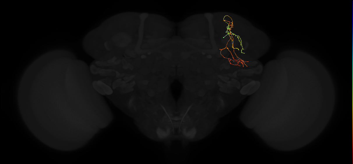 adult superior lateral protocerebrum neuron 295
