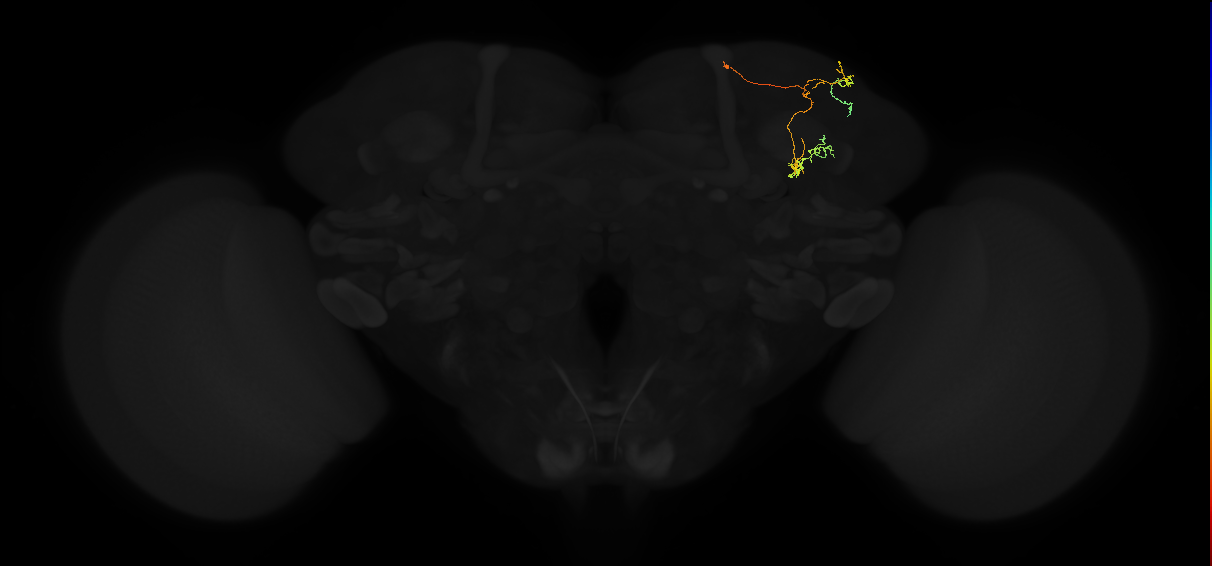 adult superior lateral protocerebrum neuron 298