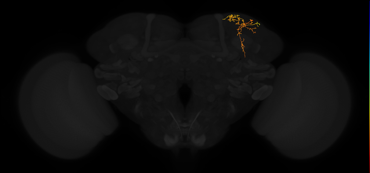 adult superior lateral protocerebrum neuron 299