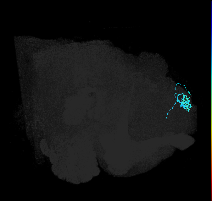 SLP300_R (FlyEM-HB:5813009356)