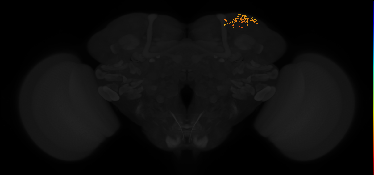 adult superior lateral protocerebrum neuron 301