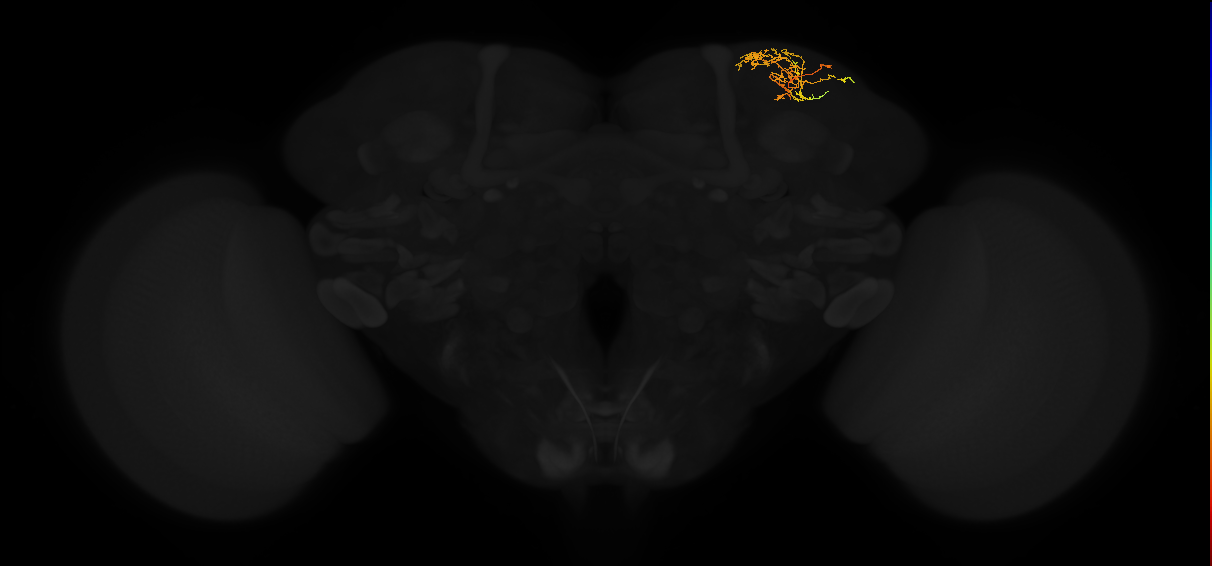 adult superior lateral protocerebrum neuron 302