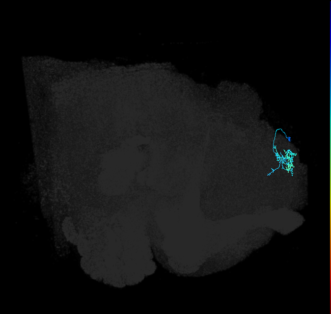 SLP302_R (FlyEM-HB:294792311)