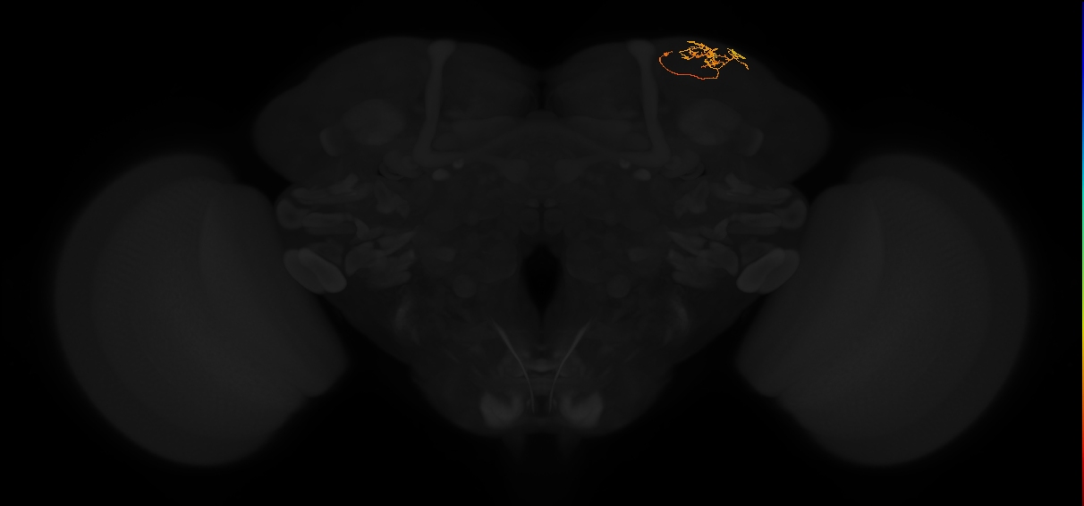 adult superior lateral protocerebrum neuron 303