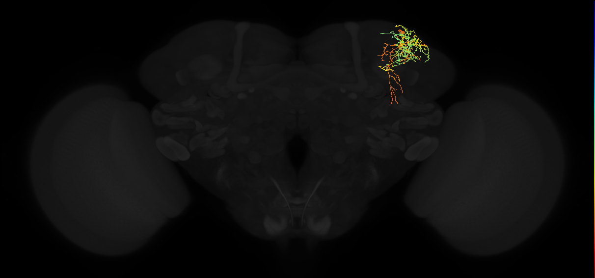 adult superior lateral protocerebrum neuron 305