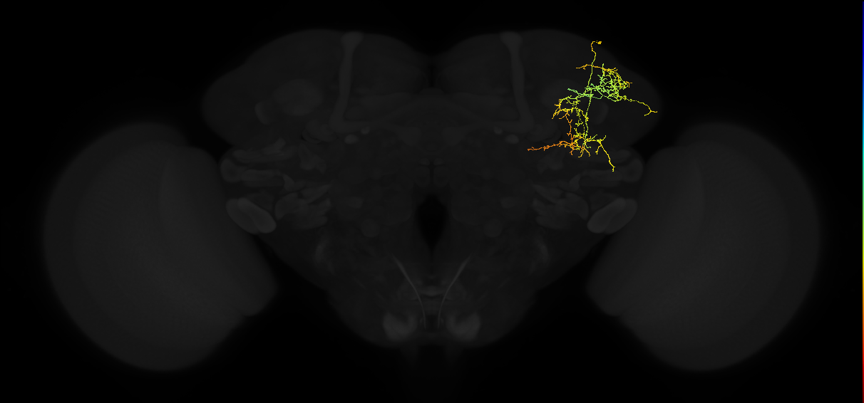 adult superior lateral protocerebrum neuron 306