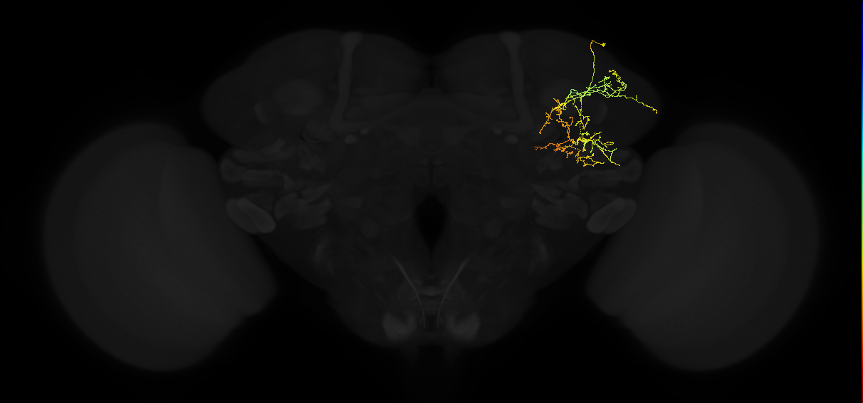 adult superior lateral protocerebrum neuron 306