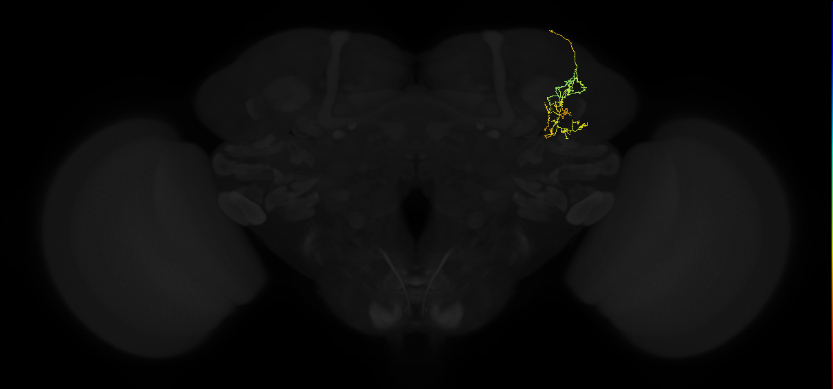 adult superior lateral protocerebrum neuron 307