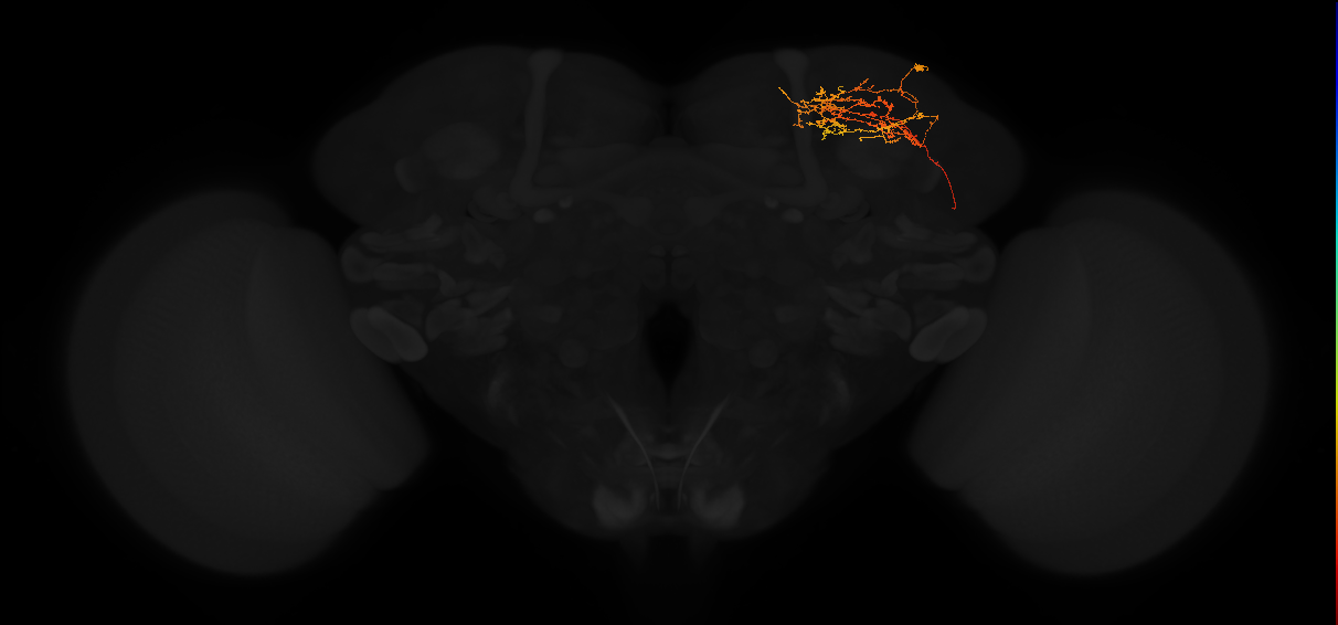adult superior lateral protocerebrum neuron 309