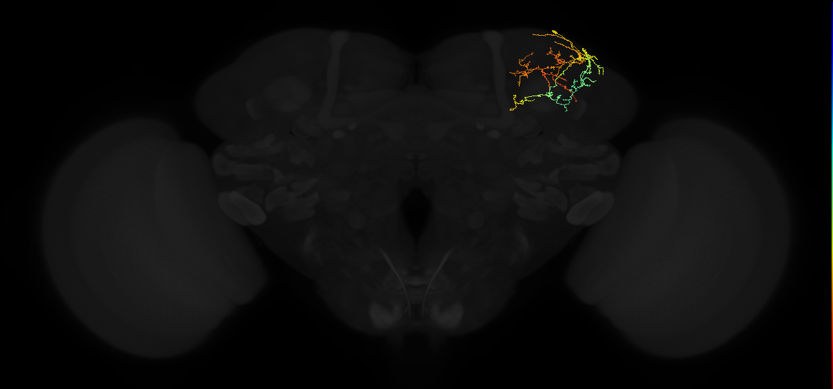 adult superior lateral protocerebrum neuron 310