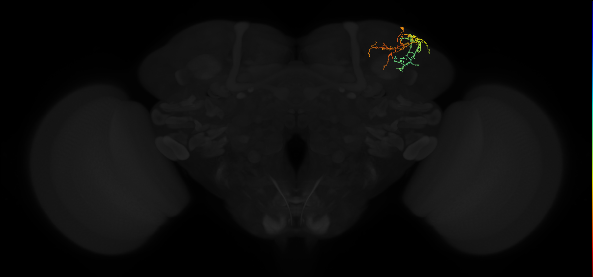 adult superior lateral protocerebrum neuron 311