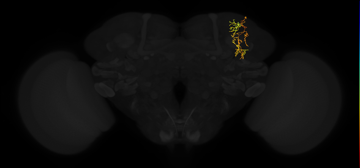 adult superior lateral protocerebrum neuron 312