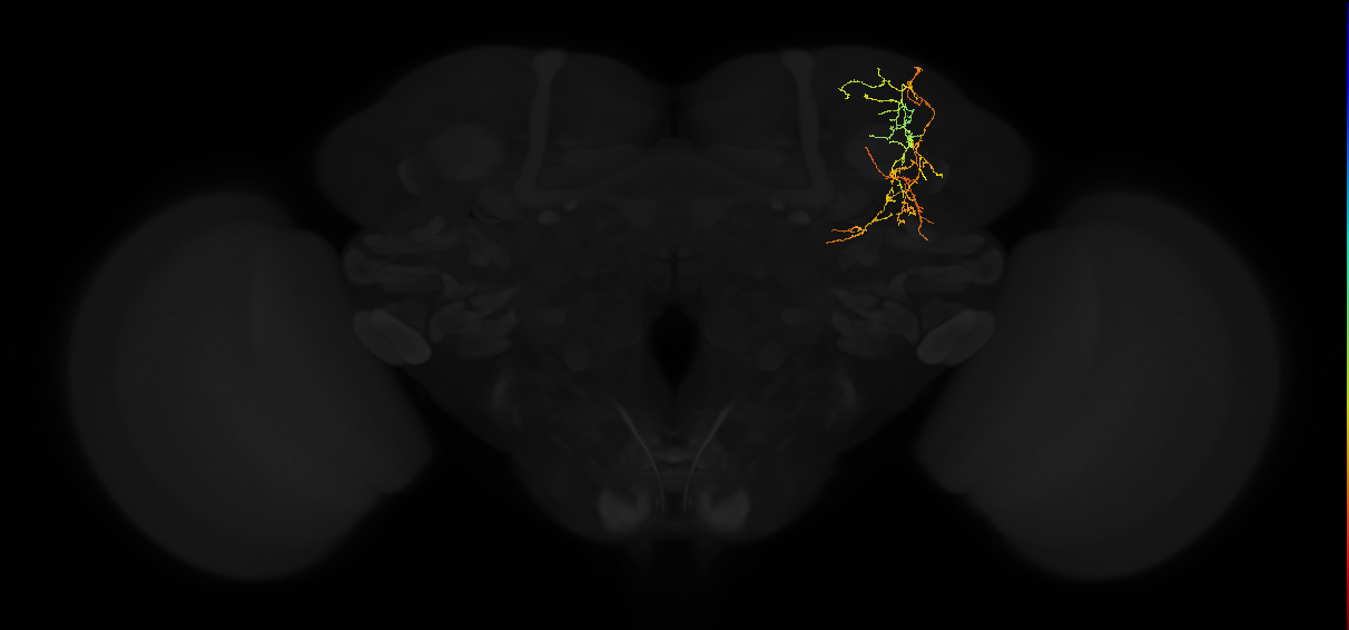 adult superior lateral protocerebrum neuron 312