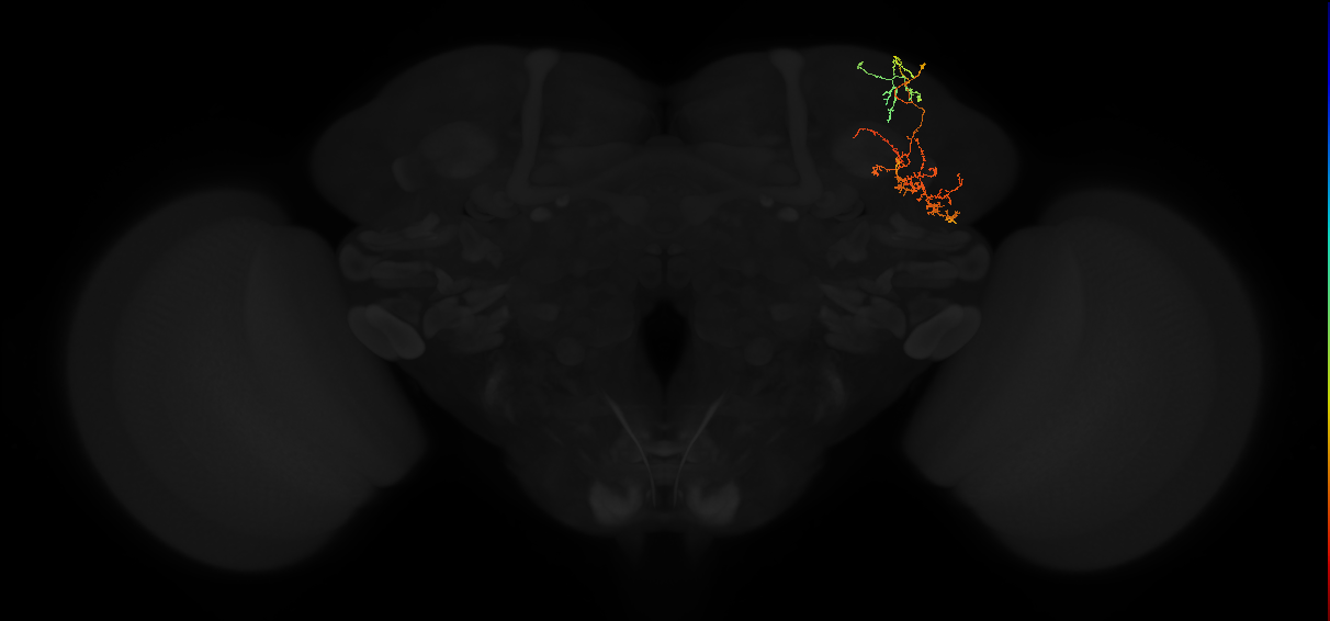 adult superior lateral protocerebrum neuron 313
