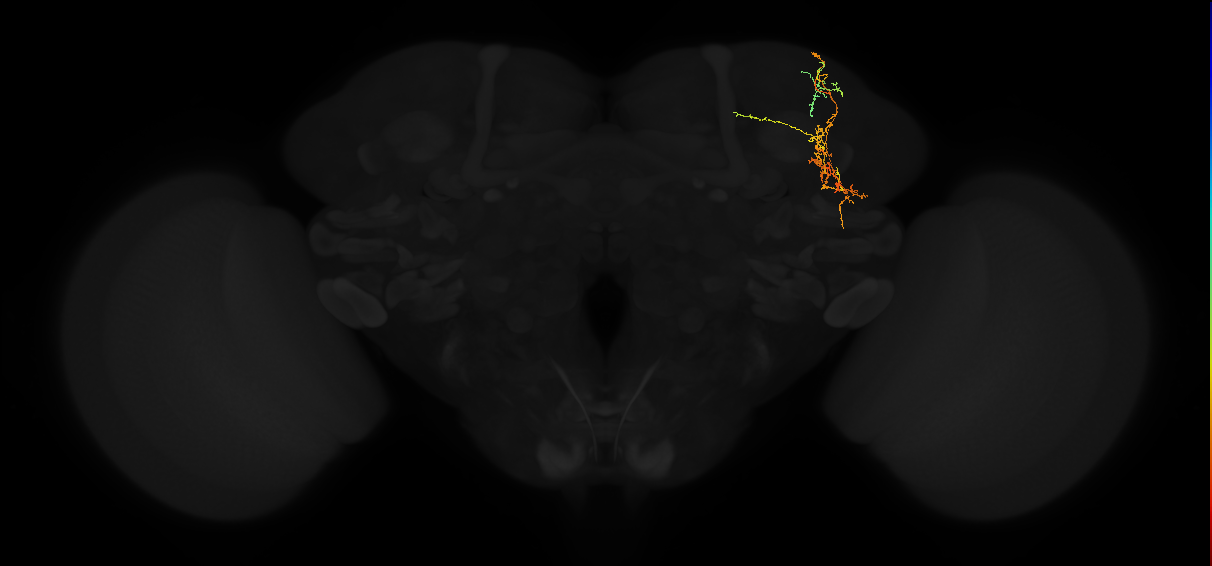 adult superior lateral protocerebrum neuron 314