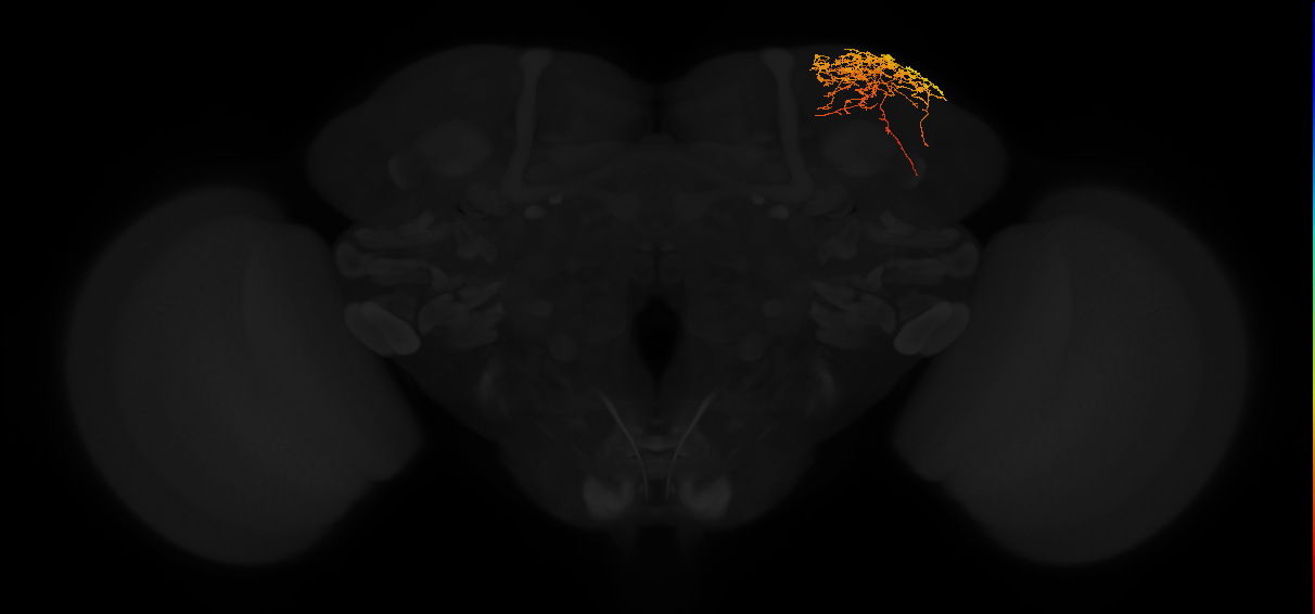 adult superior lateral protocerebrum neuron 315