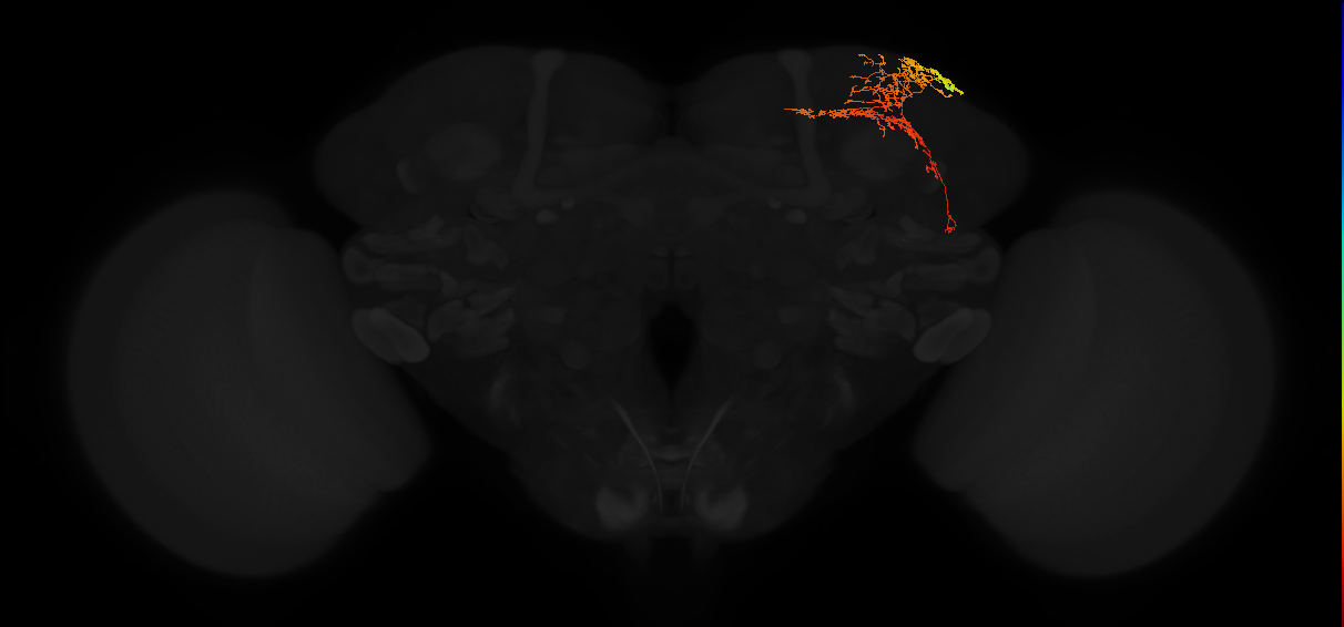 adult superior lateral protocerebrum neuron 316