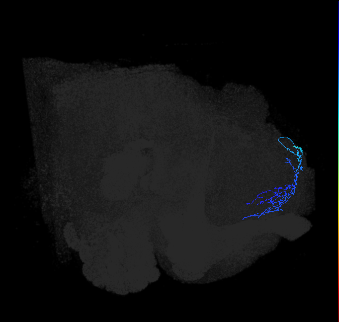 SLP317_R (FlyEM-HB:326460989)