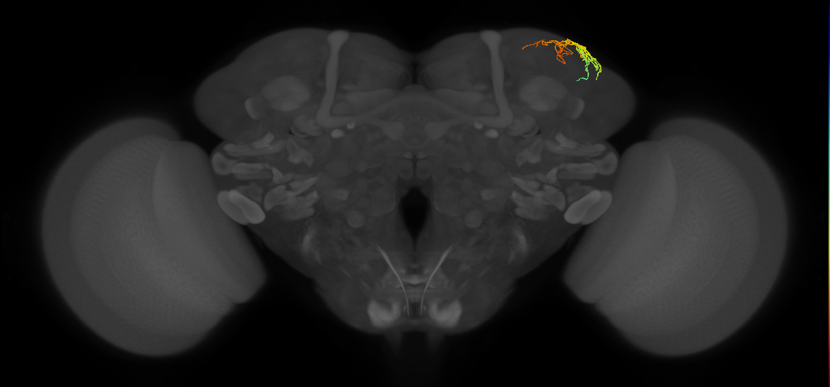 SLP317_R (FlyEM-HB:326460989)