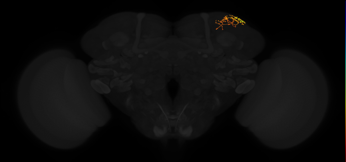 adult superior lateral protocerebrum neuron 318