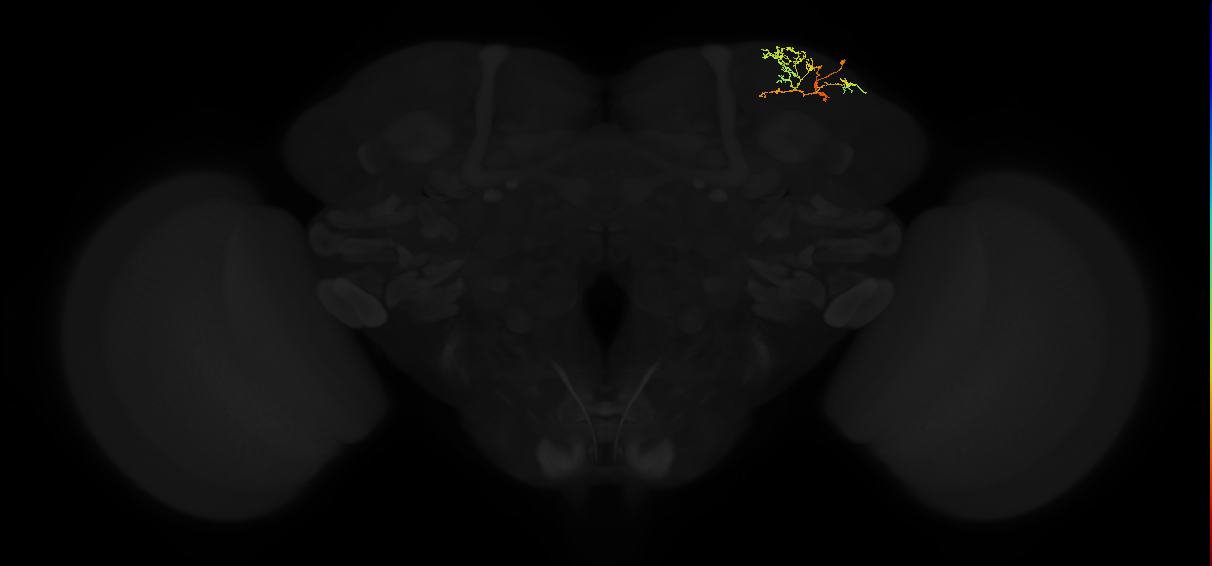 adult superior lateral protocerebrum neuron 319