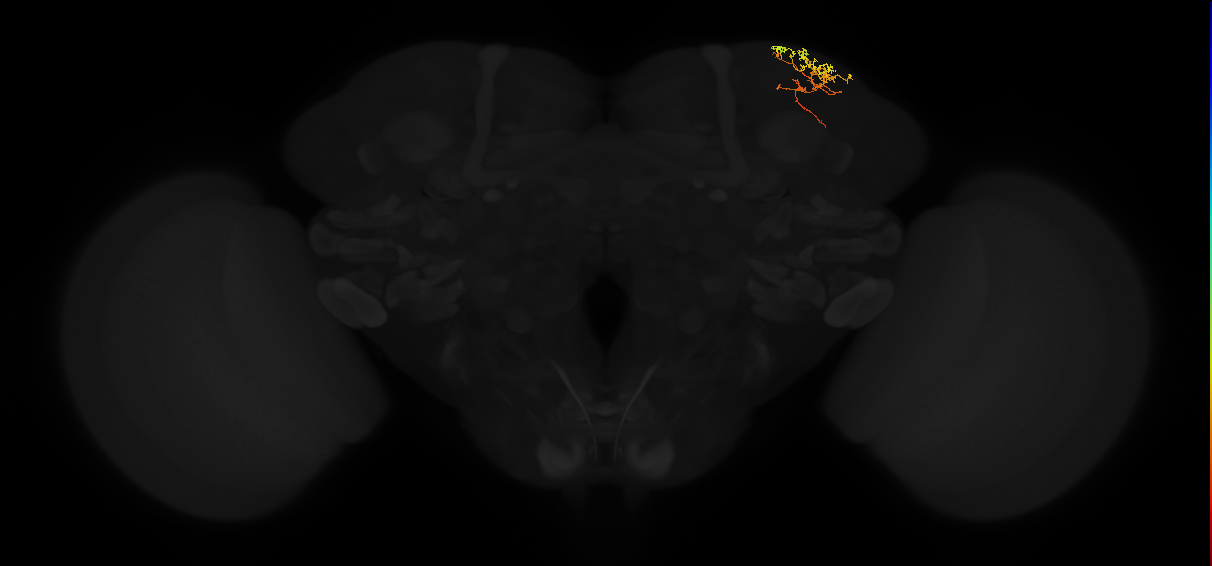 adult superior lateral protocerebrum neuron 320