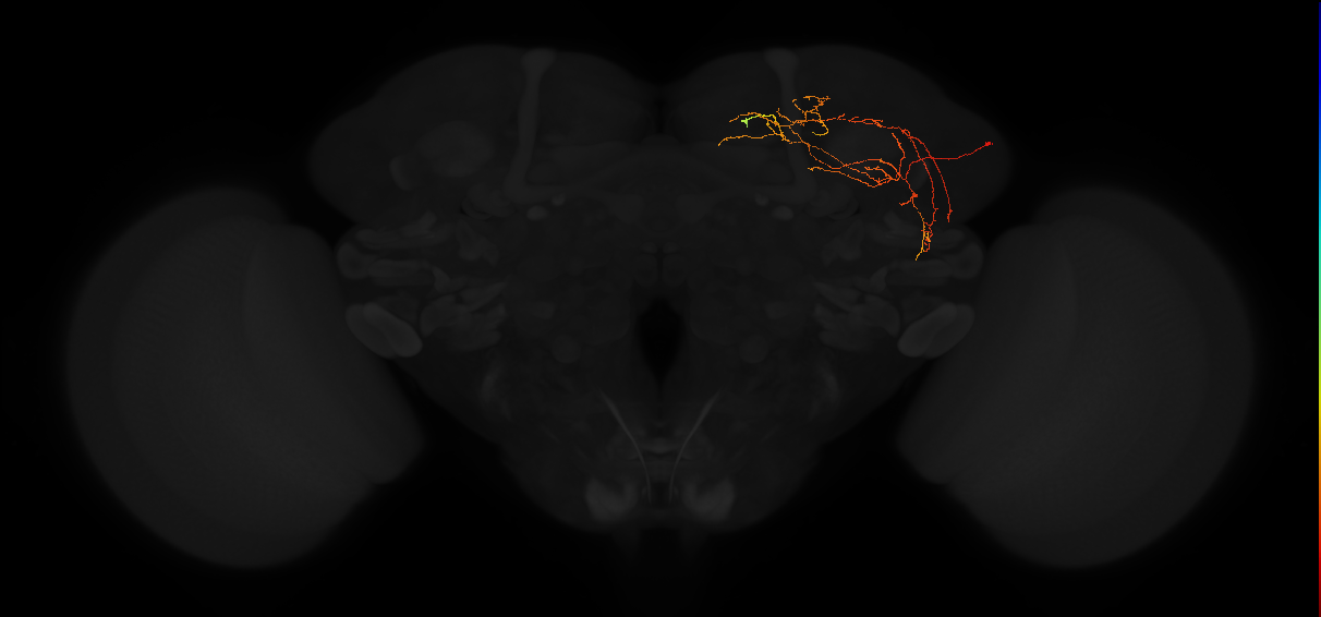 adult superior lateral protocerebrum neuron 322