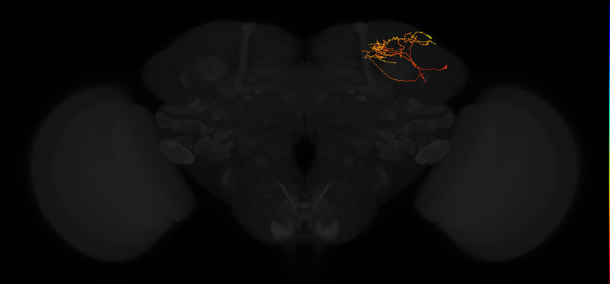 adult superior lateral protocerebrum neuron 323