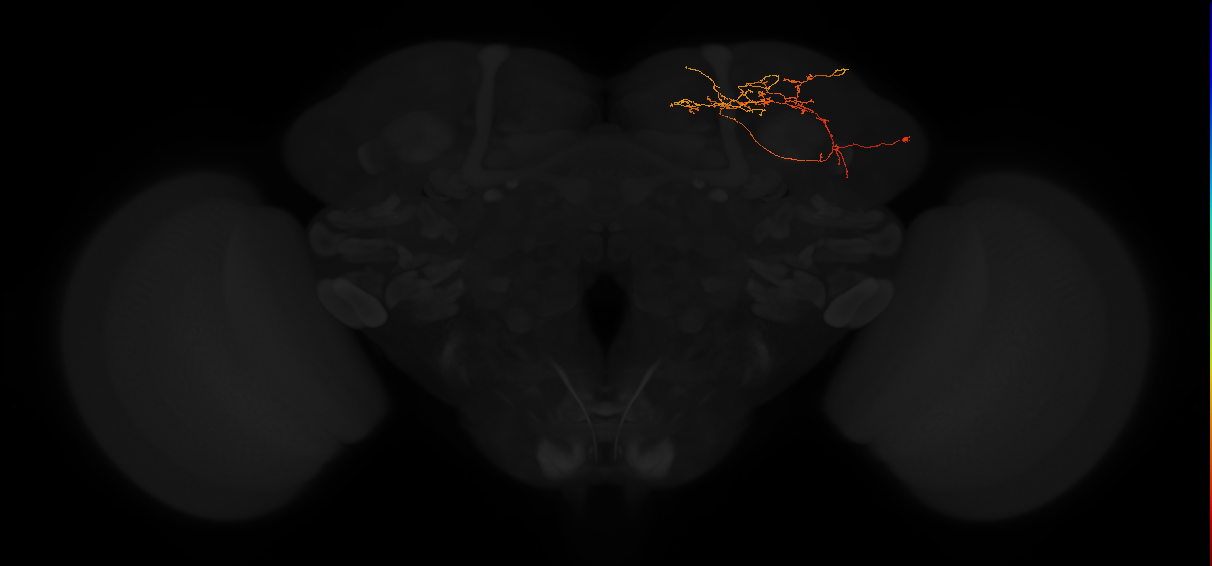 adult superior lateral protocerebrum neuron 324