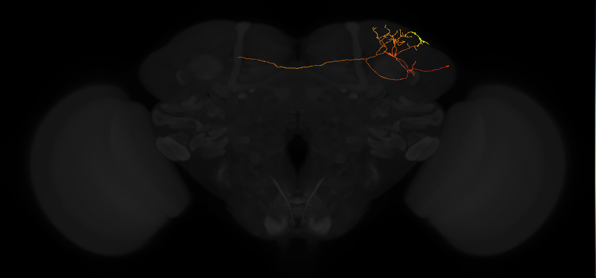 adult superior lateral protocerebrum neuron 326