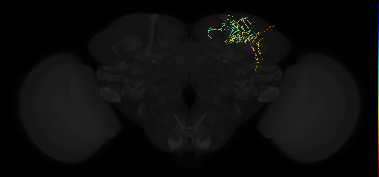 adult superior lateral protocerebrum neuron 328