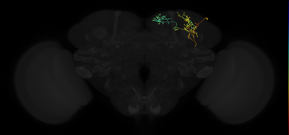 adult superior lateral protocerebrum neuron 329