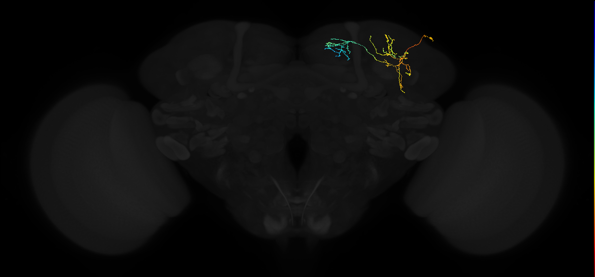 adult superior lateral protocerebrum neuron 330