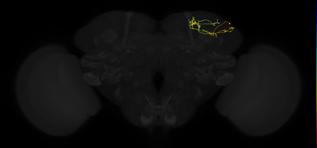 adult superior lateral protocerebrum neuron 331