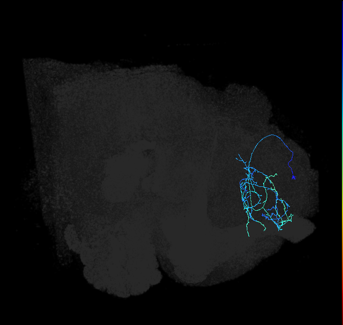 SLP332_R (FlyEM-HB:424729434)