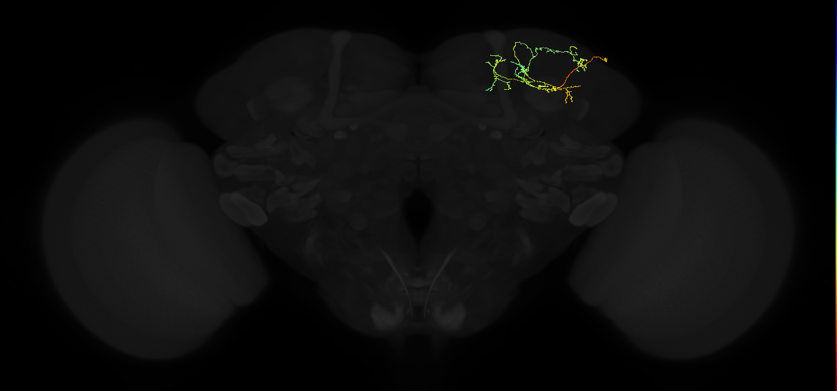 adult superior lateral protocerebrum neuron 332