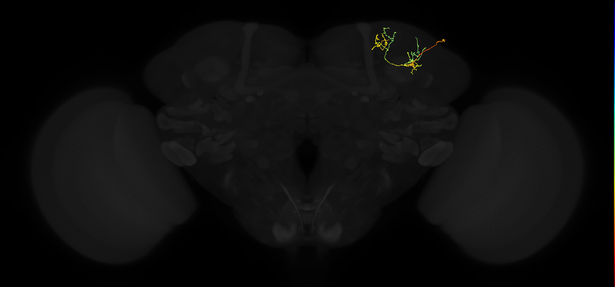 adult superior lateral protocerebrum neuron 333