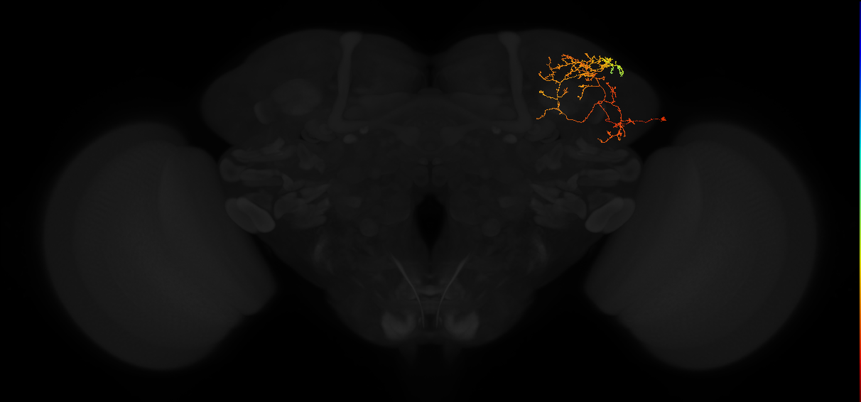 adult superior lateral protocerebrum neuron 334